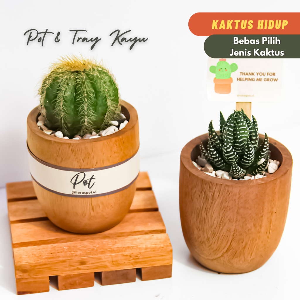 Pot Kayu Planting Kit Kaktus Sukulen Asli - Hadiah Hampers Gift Birthday Graduation Anniversary