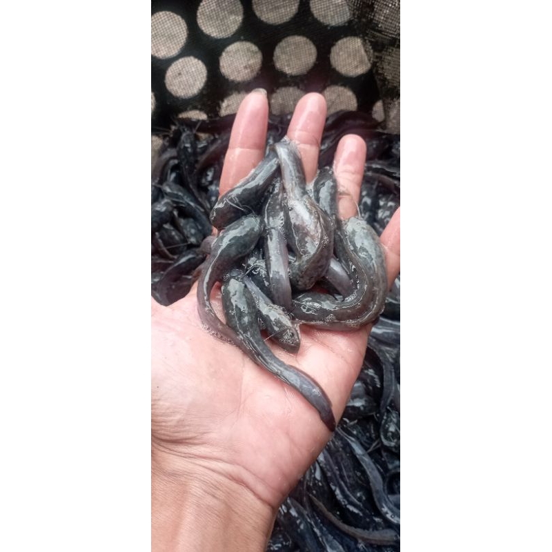 bibit lele ukrn 7-8cm