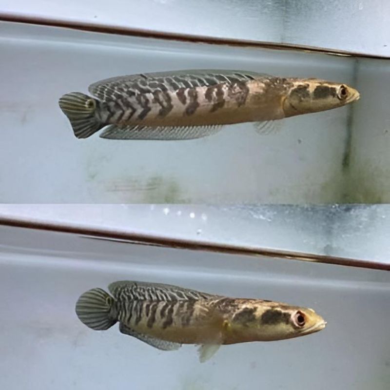 ikan chana maru bahan