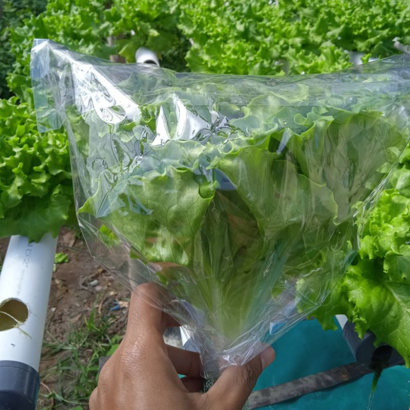 

Sayur Selada Hidroponik Segar, Sehat, dan Lezat - Argoponik