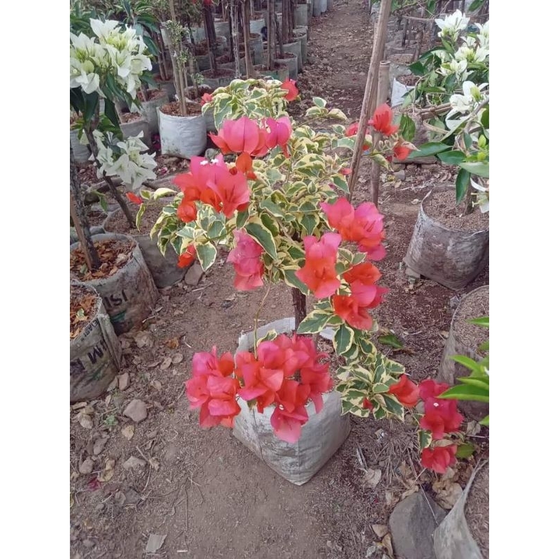 bugenvil varigata bunga merah