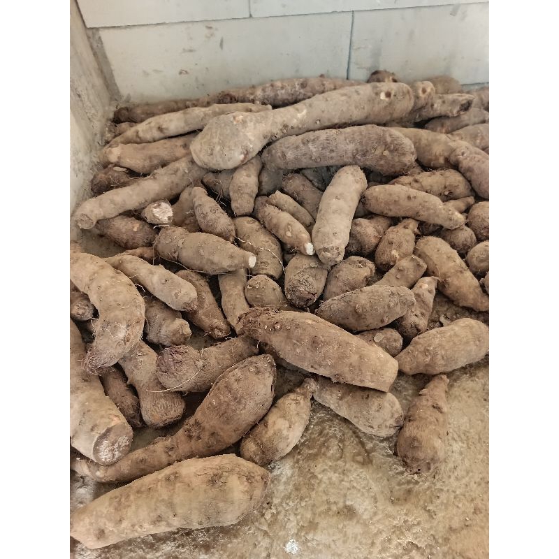 

Talas Mbote/Entik kualitas Super
