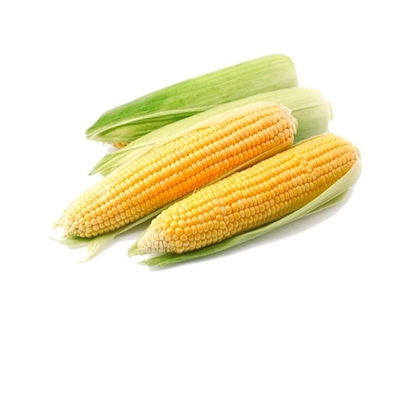 

Jagung manis 1 pcs 500gram