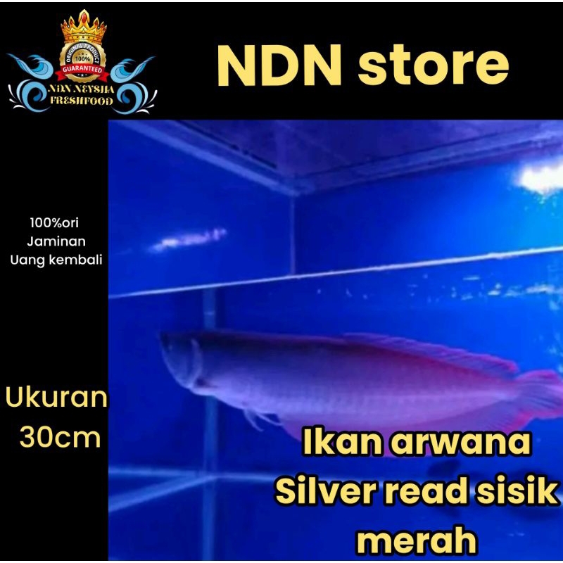 IKAN ARWANA SILVER REDSIZE PUNGGUNG MERAH: 25/35 CM