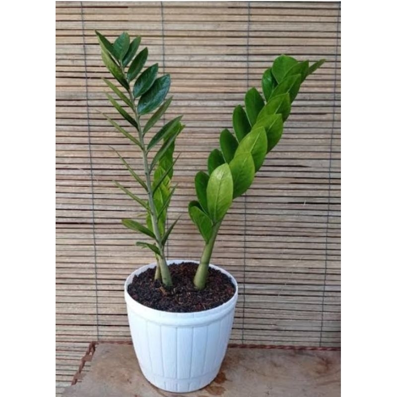 daun dolar||bunga dolar||tanaman hias hidup||Daun Dolar||Zamioculcas zamiifolia
