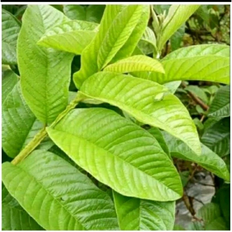 

pupus daun jambu biji segar 500 gram