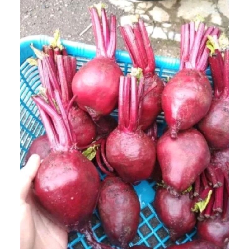 

Buah bit berat 2 kg LEBIH