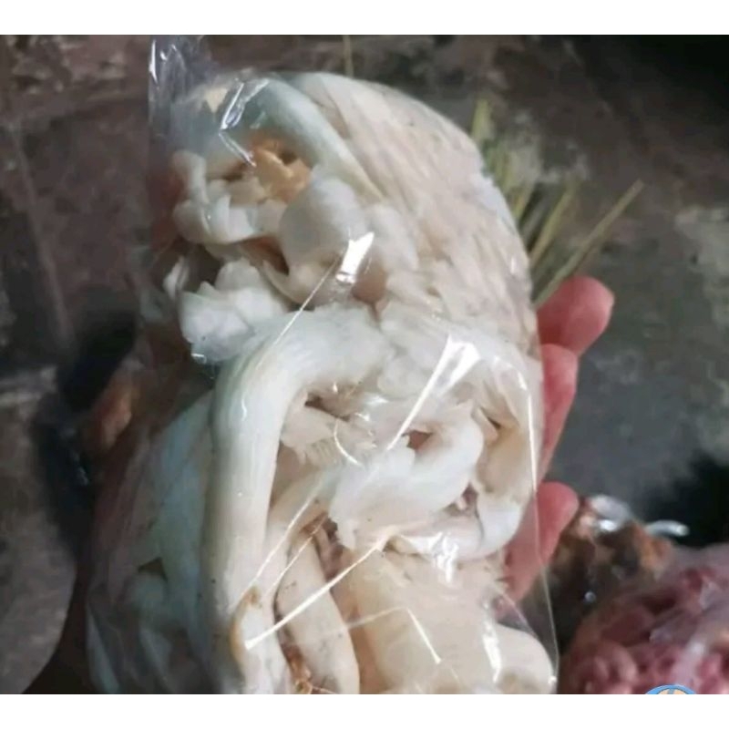 

jamur tiram 250g