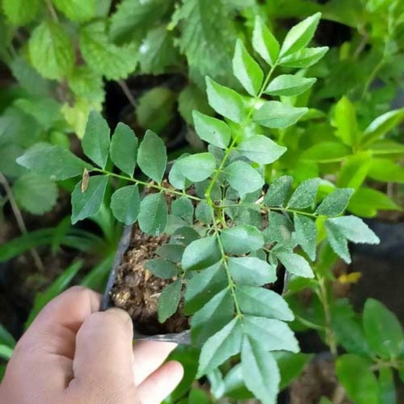 bibit tanaman daun salam koja/daun kari tanaman salam koja