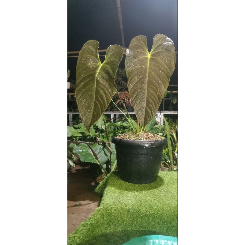 Tanaman Hias Anthurium Veitchii black