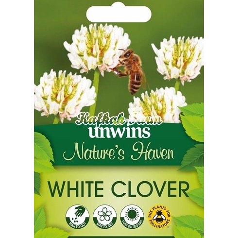 Benih 3 Biji Bunga WHITE CLOVER