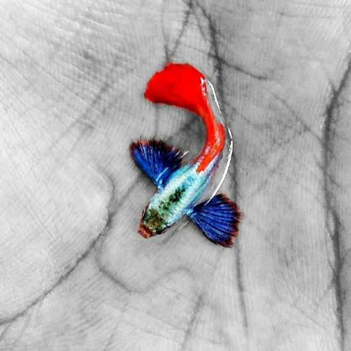 

☊↕⁑ packing strofoam Guppy Platinum Redtail dumbo ear PRTDE