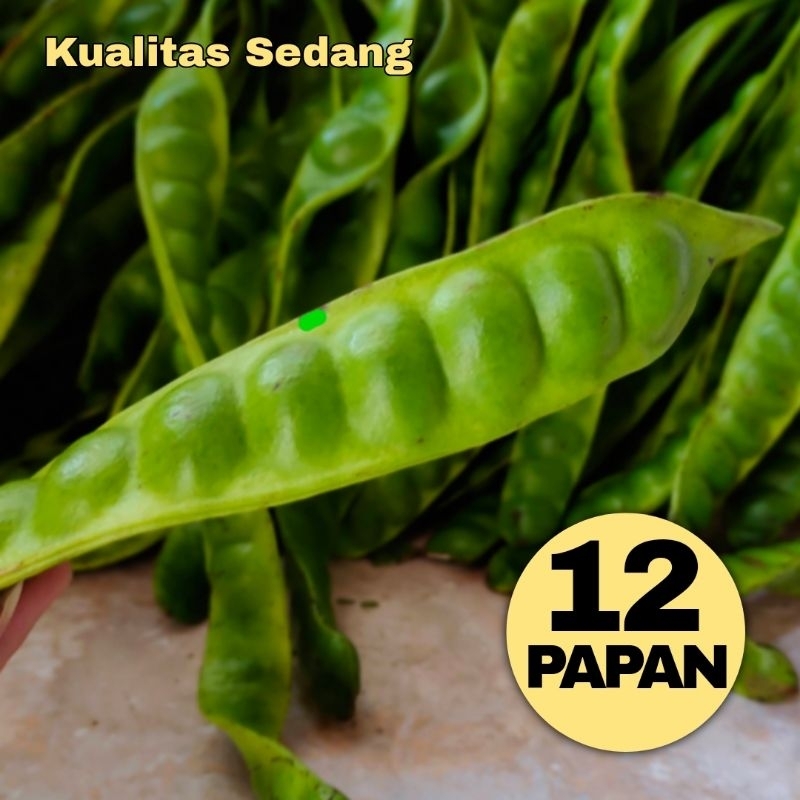 

PETE PERIKAT ISI 12 PAPAN KUALITAS SEDANG