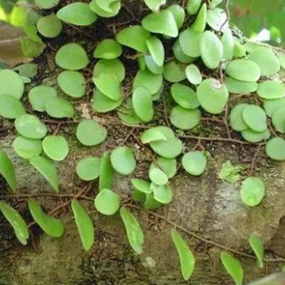 

DAUN SISIK NAGA / DAUN PICISAN HERBAL ALAMI