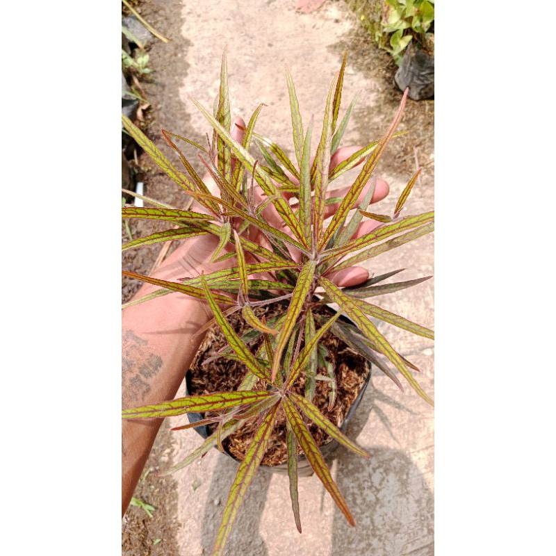 Ketepeng Merah: Tanaman Eksotis Penuh Manfaat untuk Kesehatan dan Kecantikan
