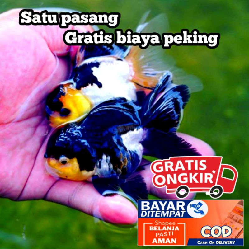 promo mas koki oranda panda paket 1 pasang/ jantan dan betina
