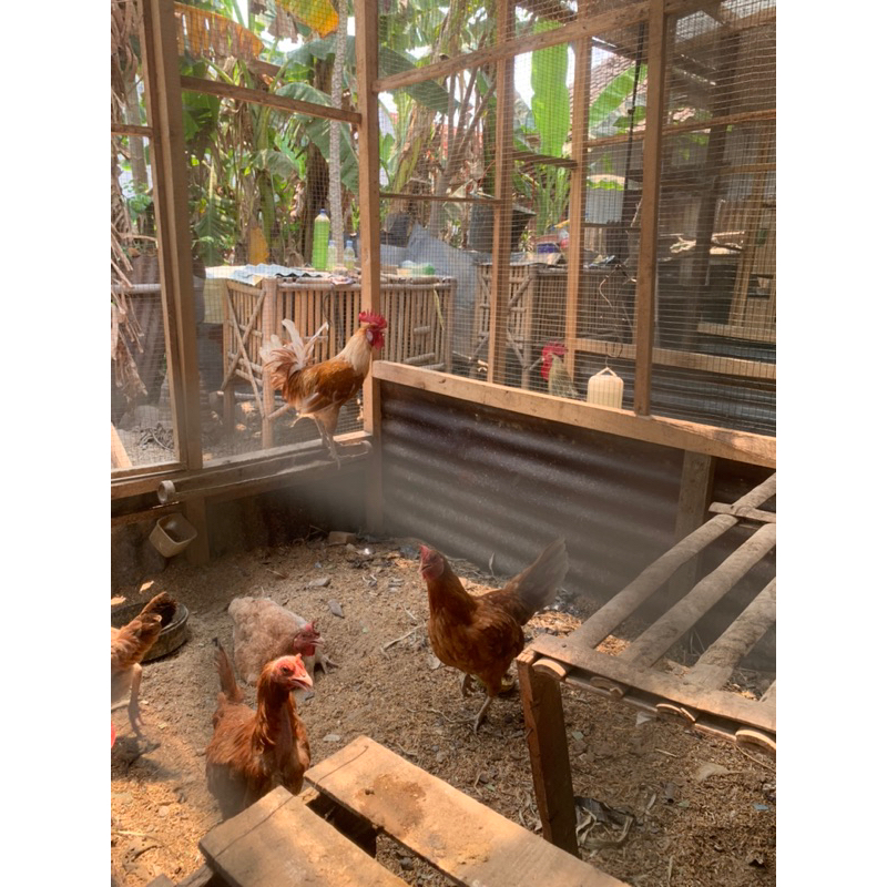 

Telur Fertil Ayam Kampung Elba