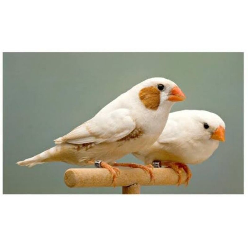 Burung zebra Finch Isabel siap ternak sepasang