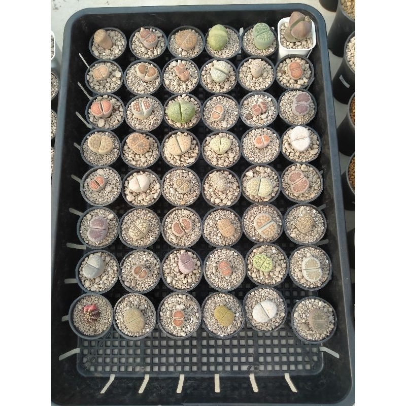 Adelonz Lithops 2