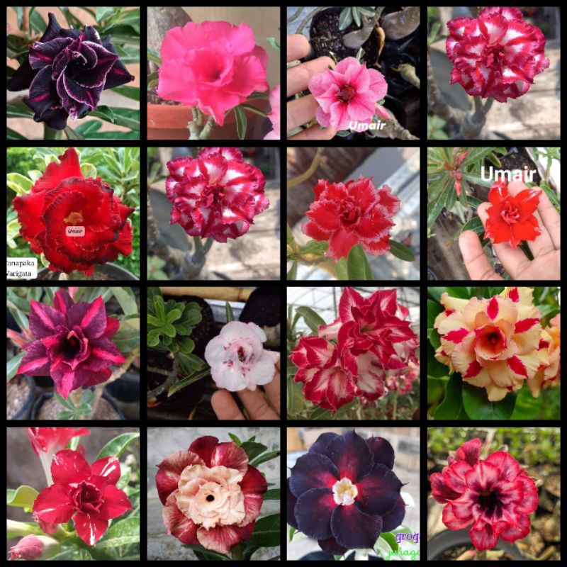 Grafting Adenium bunga tumpuk (size B- / size B)  Random