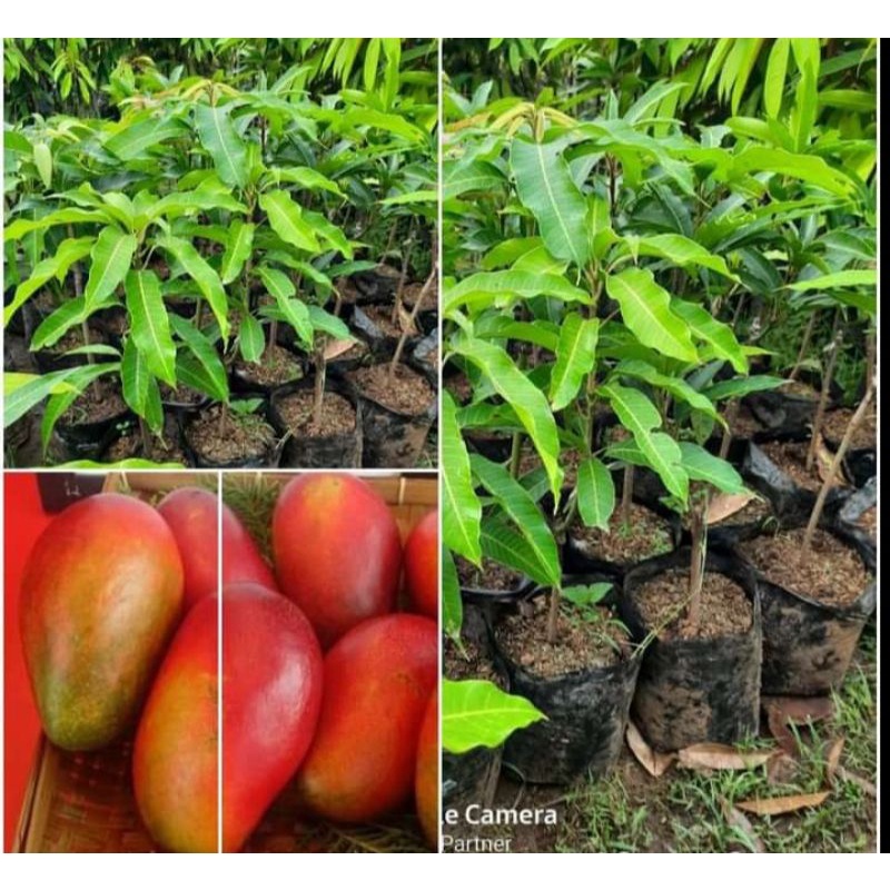 Bibit Tanaman Buah Mangga Miyazaki Jepang