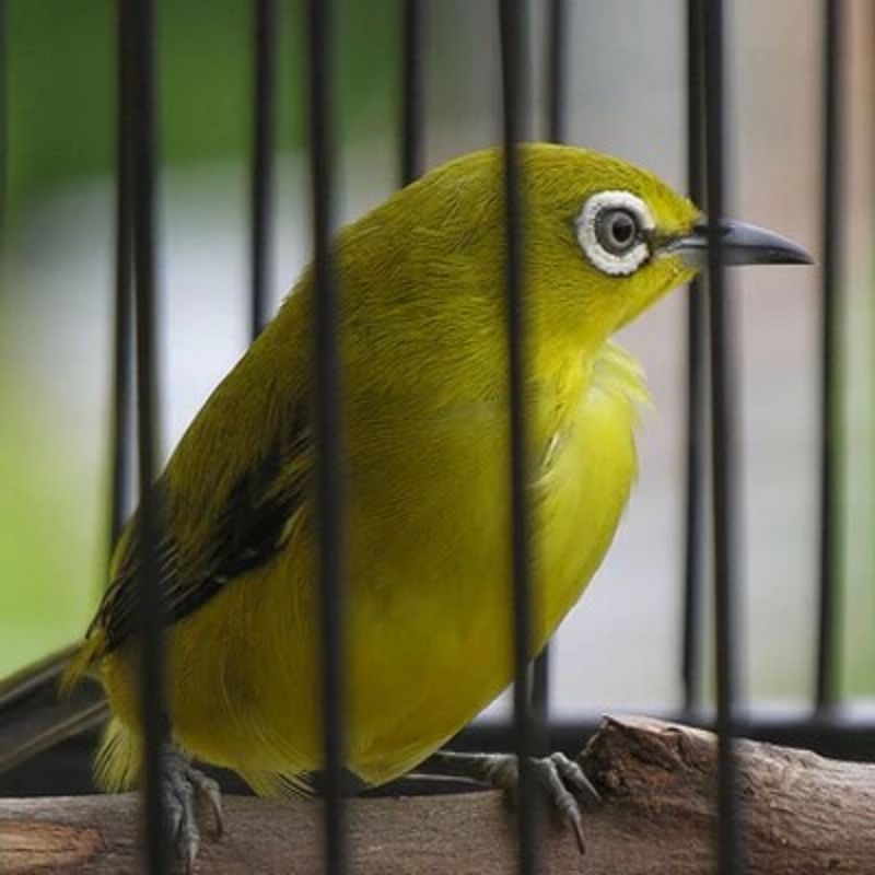 pleci dakun garut bungbulang spesiall gemuk dan mulus