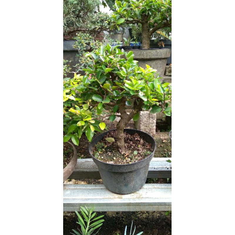 bonsai sianci buah