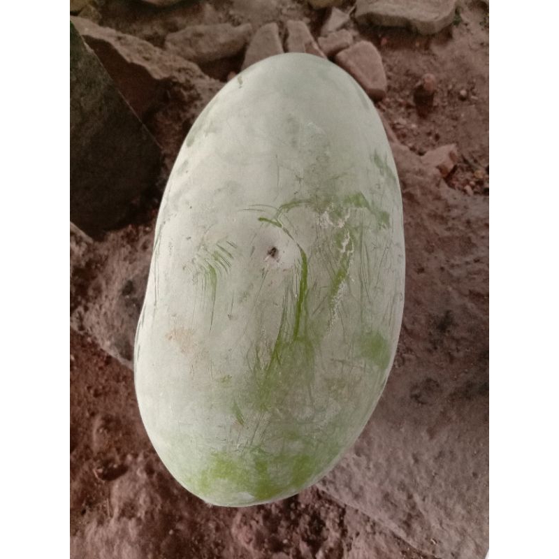 

Labu bligo kundur segar 681 gr
