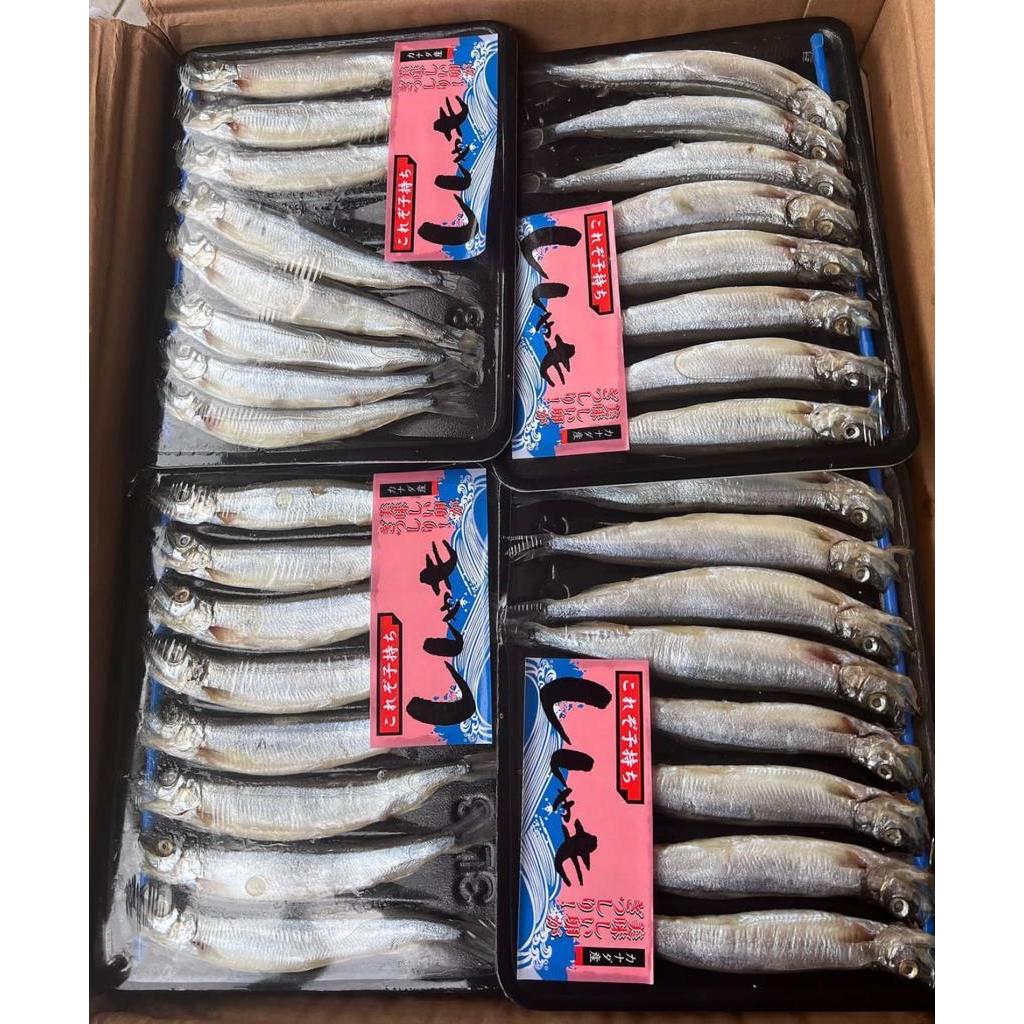 

IKAN SHISAMO GRADE A JENIS BETINA SUPER ISI 8 EKOR PER PACK BERAT 150 -170 GRAM/PACK