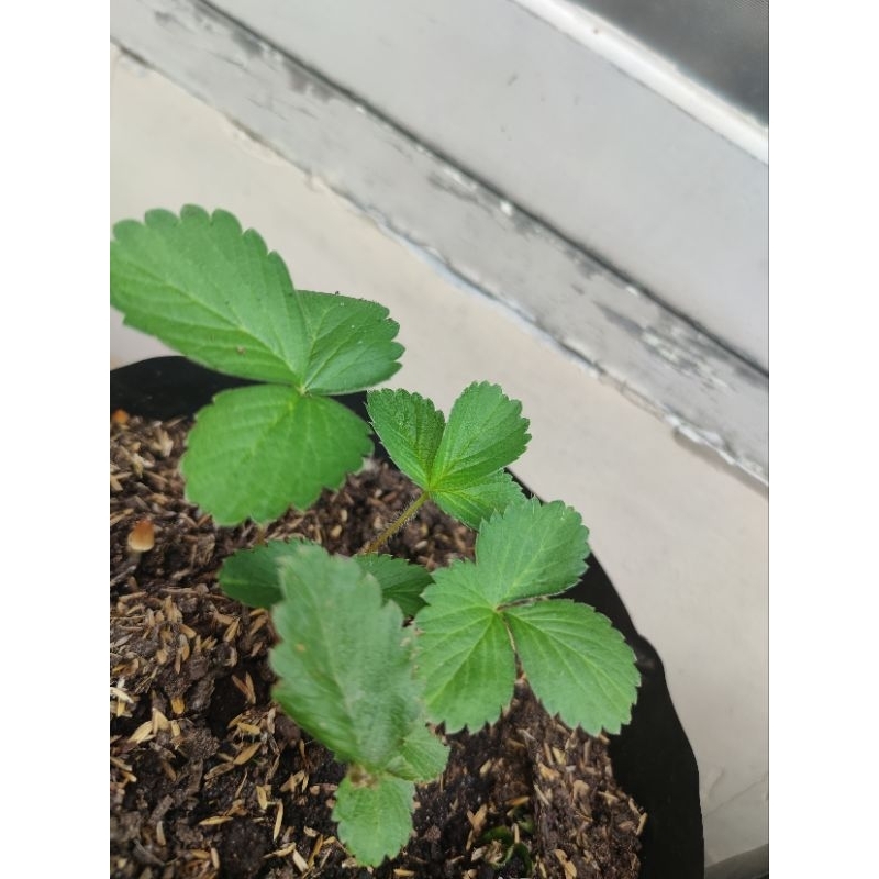 Bibit strawberry california / jumbo