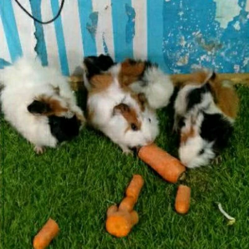 Marmut Abysinian / Guinea Pig / Marmut Anakan