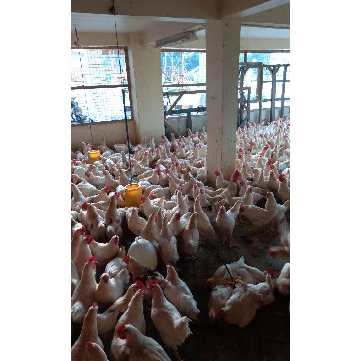 

FZJC1554 Ayam Pejantan Fresh