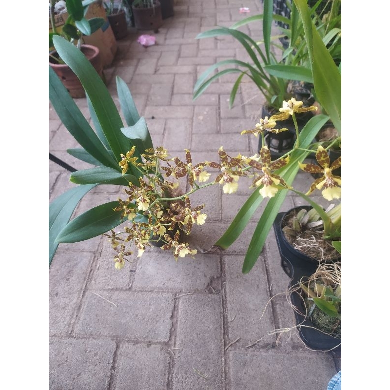 live oncidium