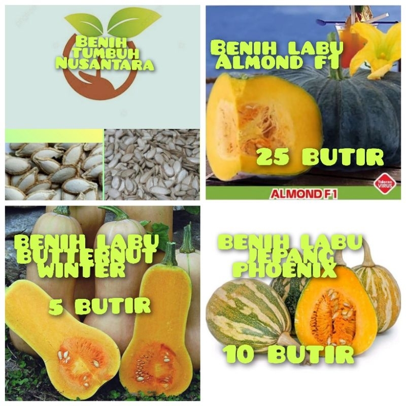 BENIH LABU BUTTERNUT WINTER,LABU JEPANG PHOENIX IMPOR,LABU WALUH ALMOND F1