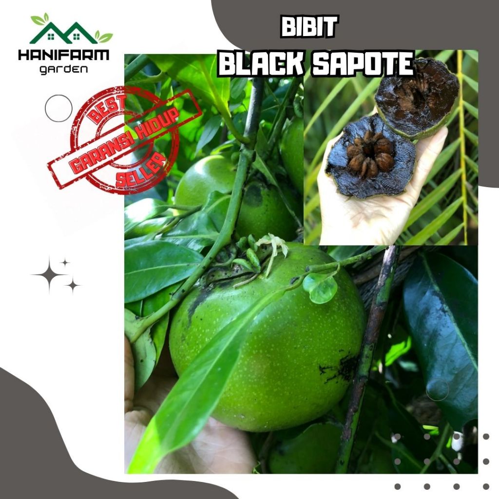 BIBIT / BENIH TANAMAN BUAH BLACK SAPOTE SAWO HITAM MANIS