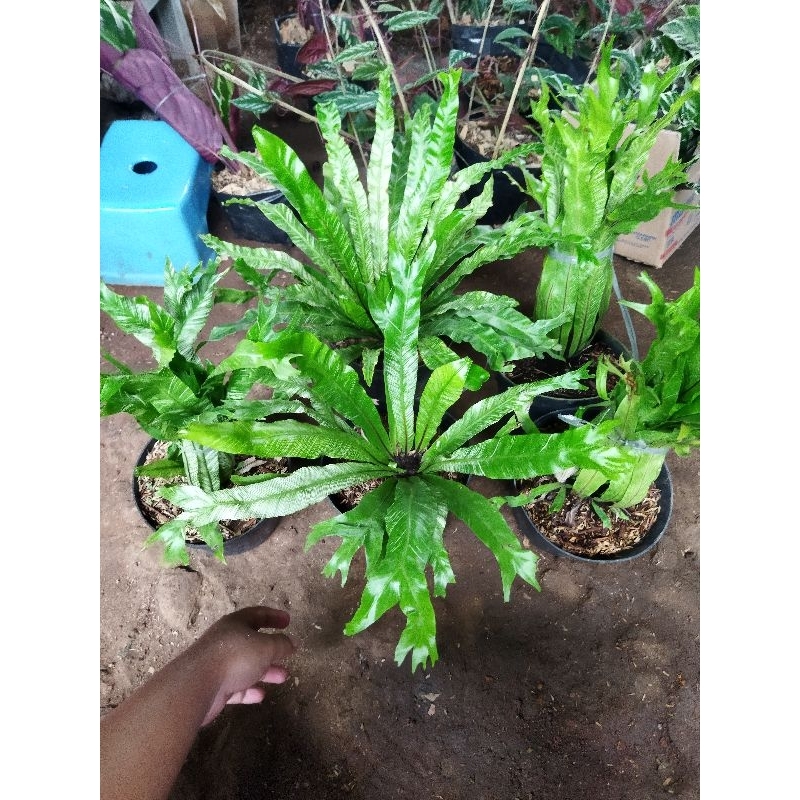 tanaman hias kadaka variegata - kadaka varigata