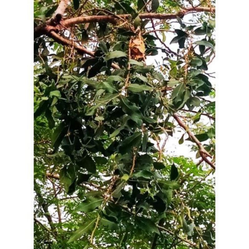 DAUN BENALU KELOR DAUN KEMADE KELOR DAUN KEMLADEH KELOR BENALU KELOR KEMADE KELOR KEMLADEH KELOR