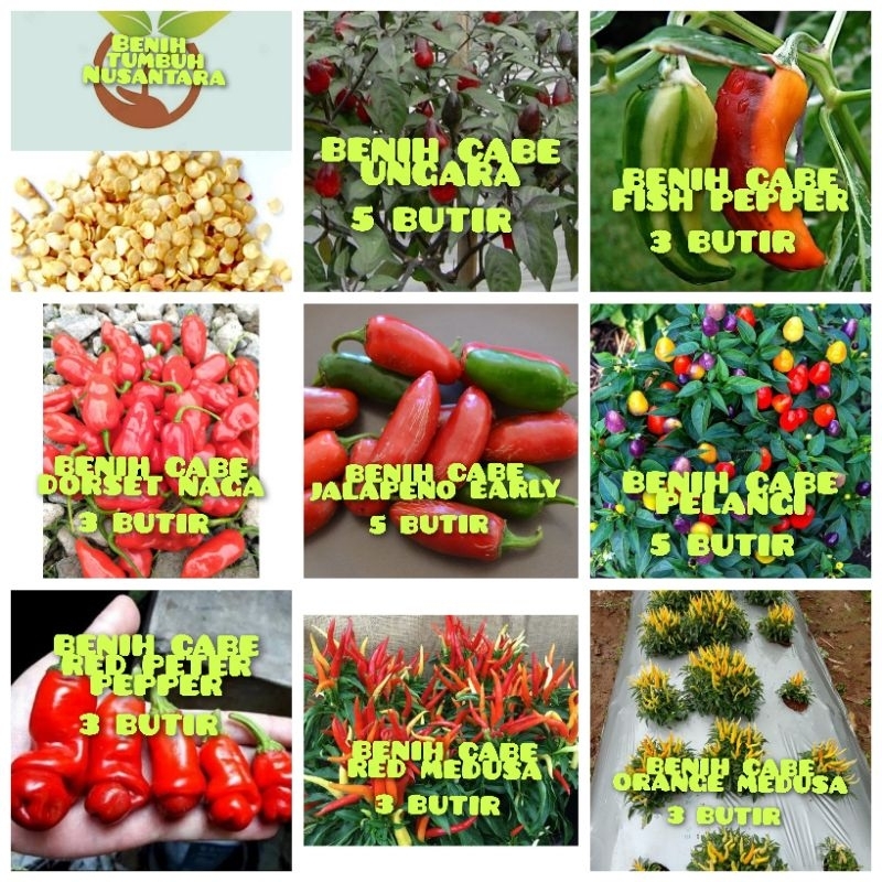 BENIH-BENIH CABE HIAS, CABE IMPOR, CABE UNIK