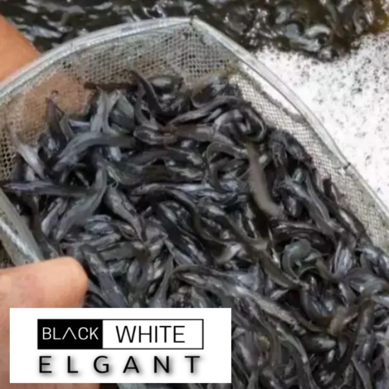 Bibit ikan lele Sangkuriang Ukuran 2 cm - 12 cm