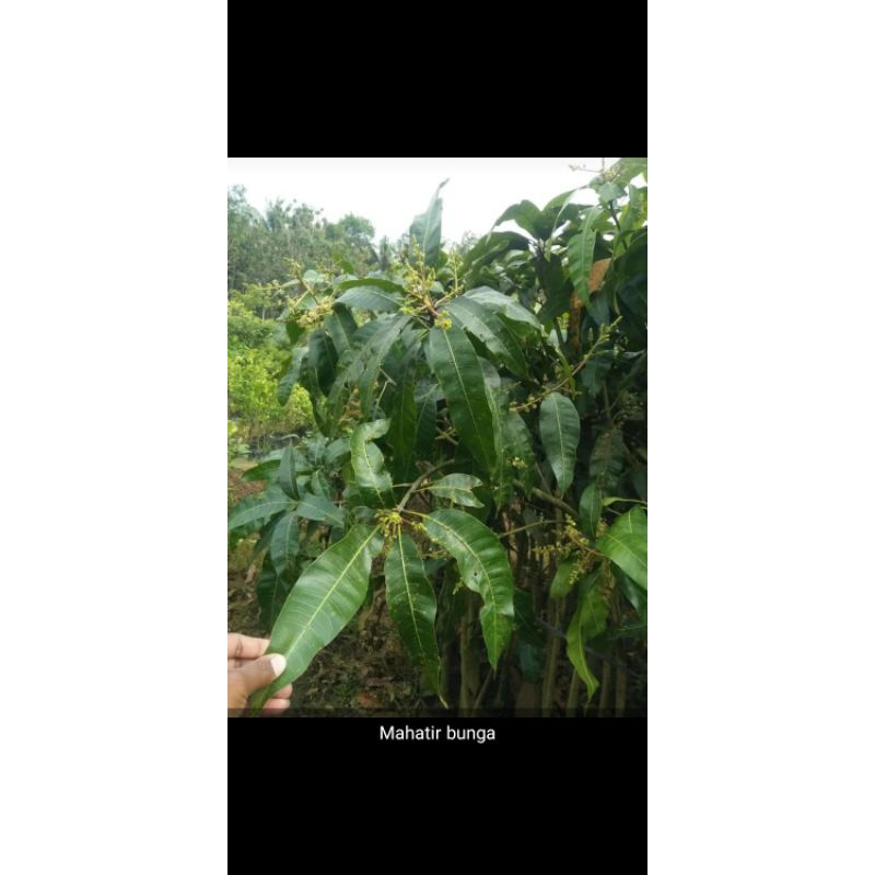 bibit mangga mahatir berbunga