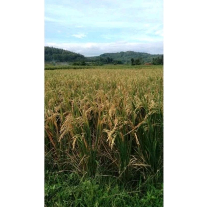 bibit padi unggulan per 1kg