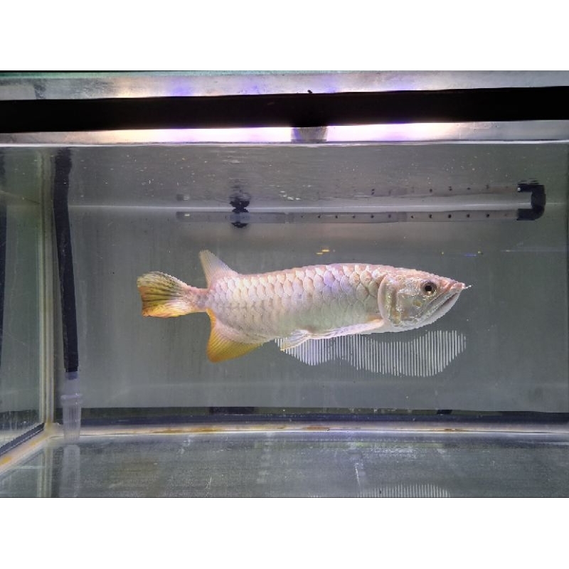 Ikan Arwana Golden Red 45 cm
