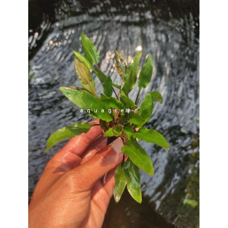 cryptocoryne green tanaman aquascape