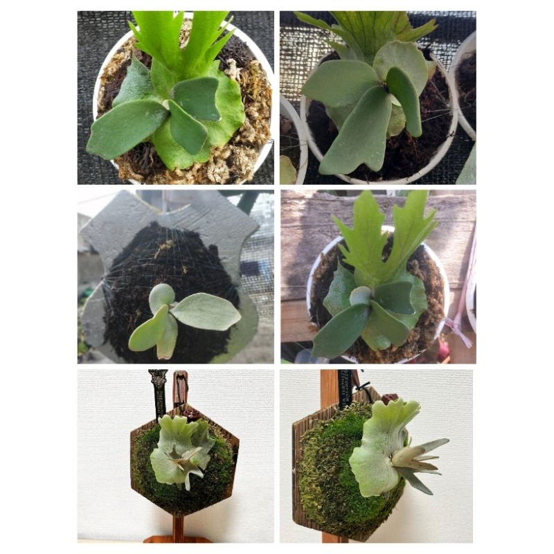 platycerium willinckii dwarf