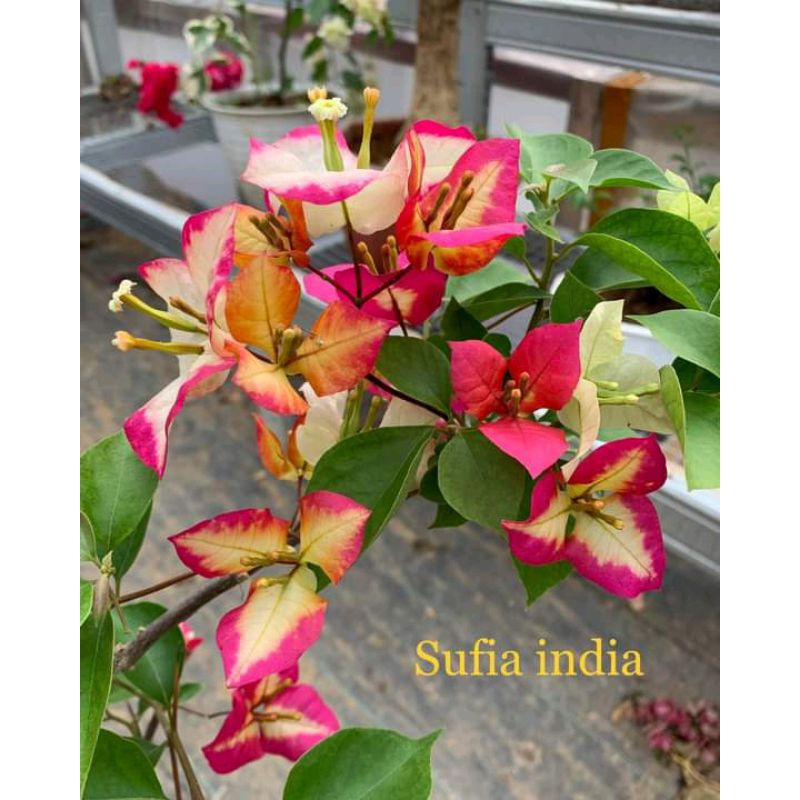 BIBIT BOUGENVILLE SUFIA INDIA ORI