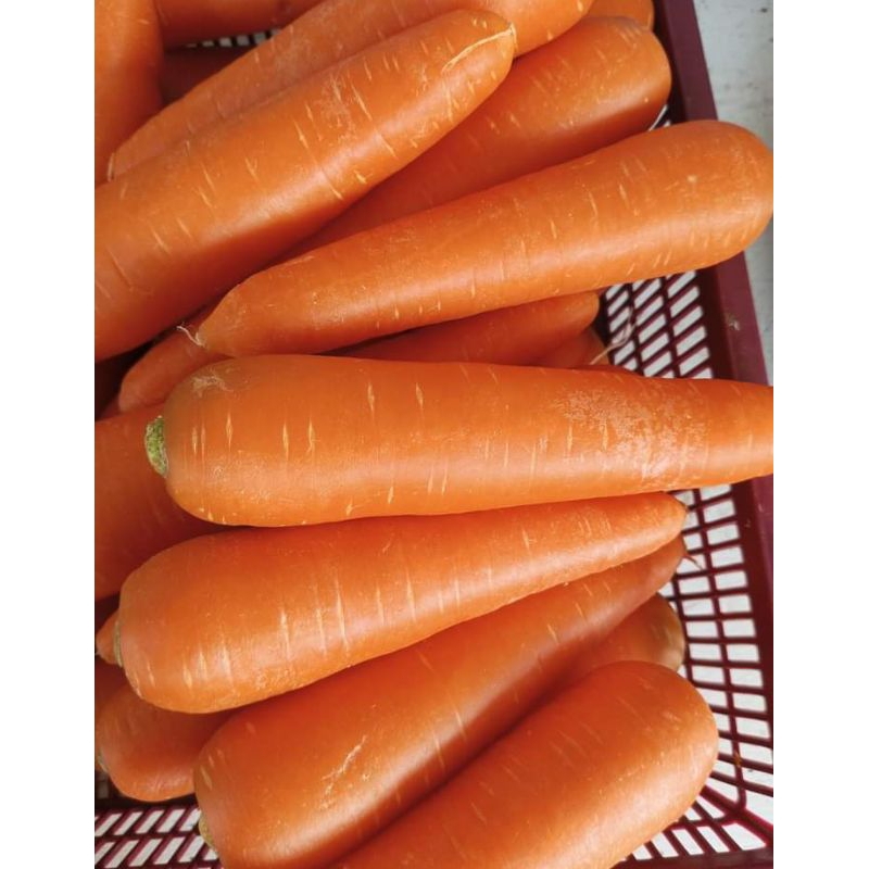 

WORTEL/SAYUR/250 gram
