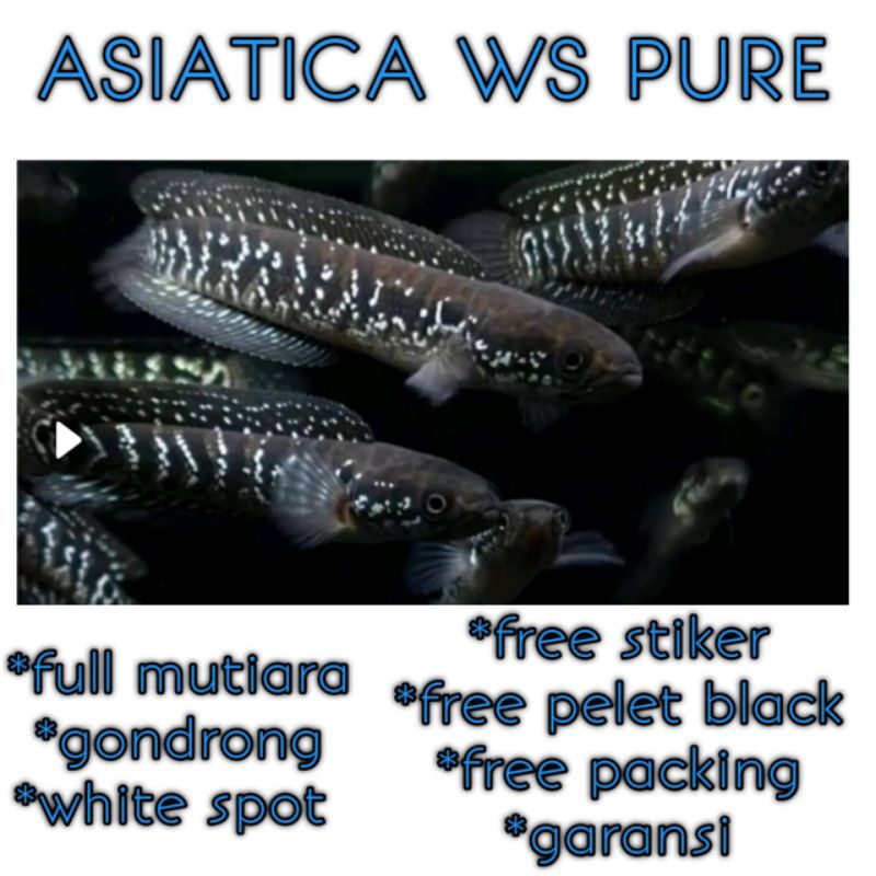 beli 2 gratis 1 ,asiatica ws pure 8-9-10cm full mutiara gratis.stiker dan pakan
