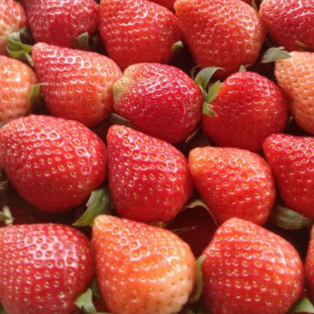 

Buah Strawberry Ciwidey Fresh Jumbo 5 kg
