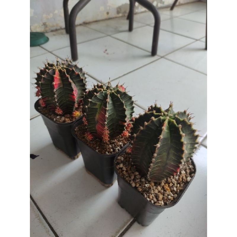 cactus kaktus gymno miha starfire indukan