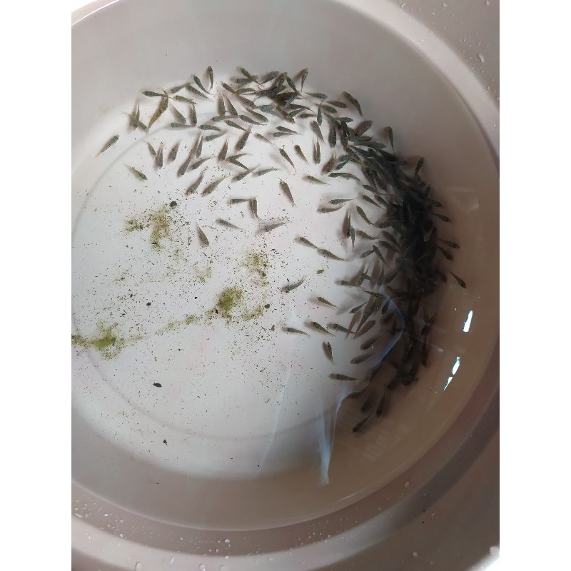 

BURAYAK IKAN LOUHAN 2023